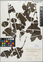 Foto von Salix myrsinifolia Salisb.